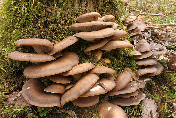 hliva ustricovitá Pleurotus ostreatus (Jacq.) P. Kumm.