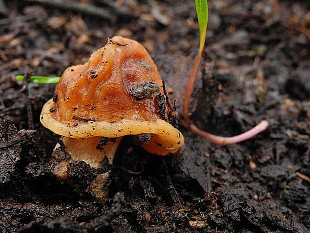 smrčkovec náprstkovitý vráskavý Verpa conica var. cerebriformis (J. Moravec et Svrček) Šebek