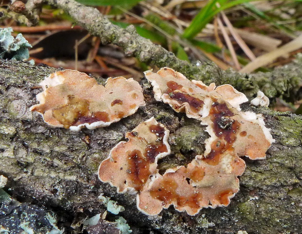 obrúbenec beztvarý Aleurodiscus amorphus (Pers.) J. Schröt.