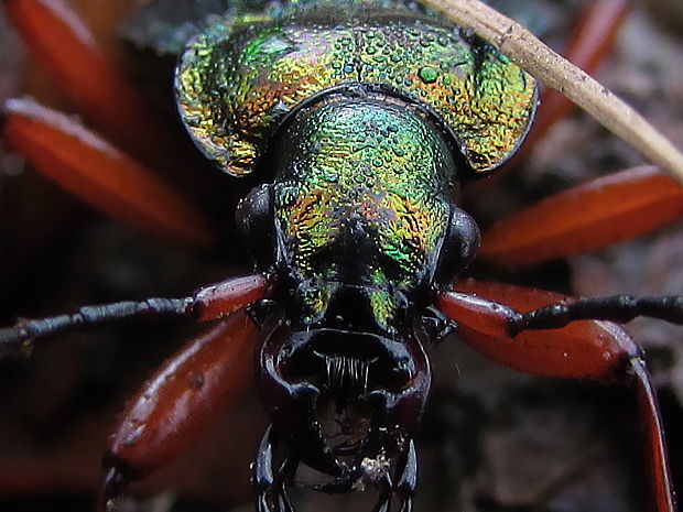 střevlík zlatolesklý Carabus auronitens