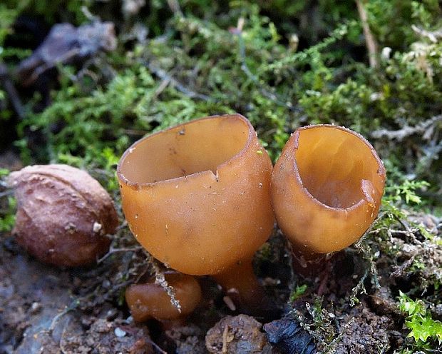 hľuznatka veternicová Dumontinia tuberosa (Bull.) L.M. Kohn