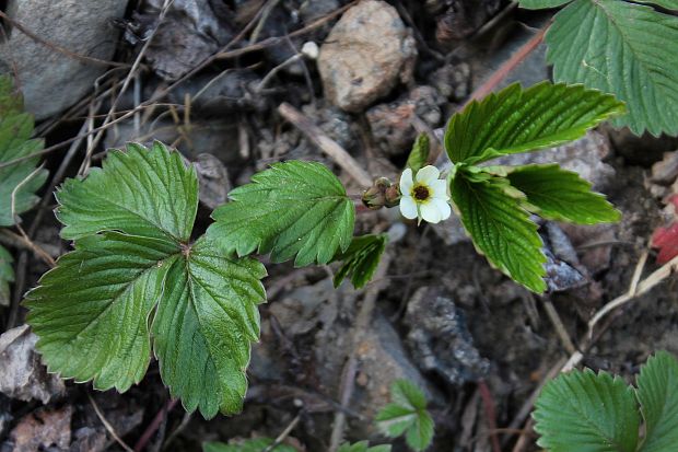 jahoda obyčajná Fragaria vesca L.