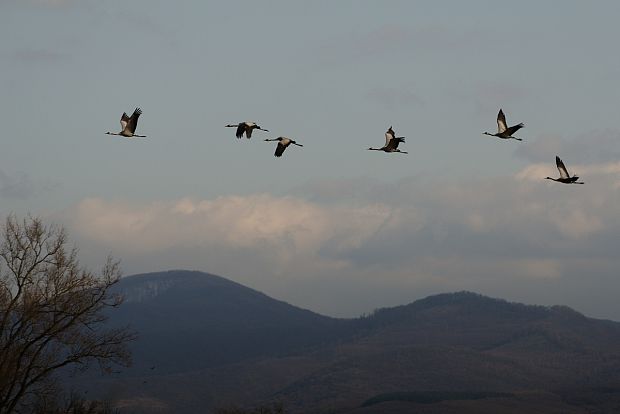 Prelet žeriavov Grus grus