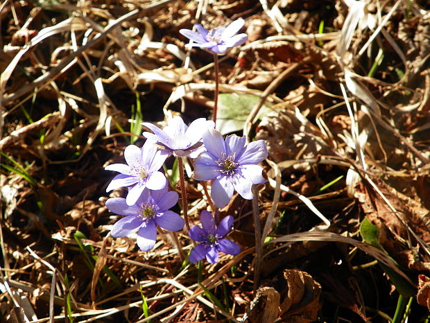 pečeňovník trojlaločný Hepatica nobilis Schreb.