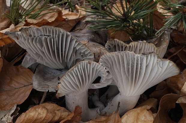 šťavnačka marcová Hygrophorus marzuolus (Fr.) Bres.