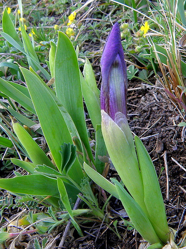 kosatec nízky Iris pumila L.