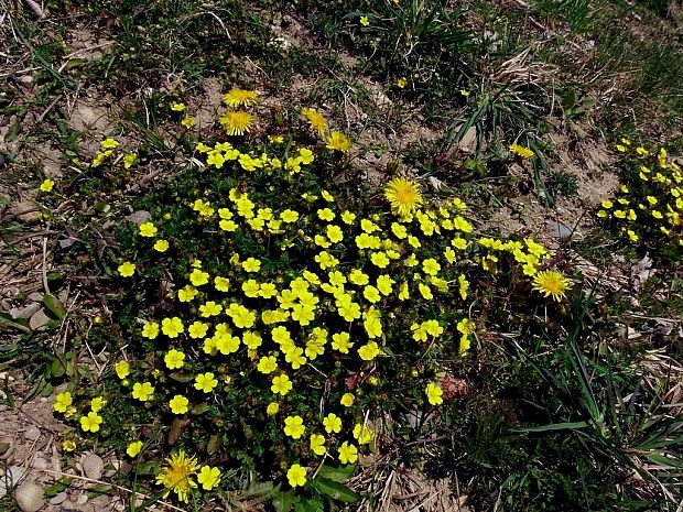 nátržník tabernamontanov Potentilla tabernaemontani Asch.