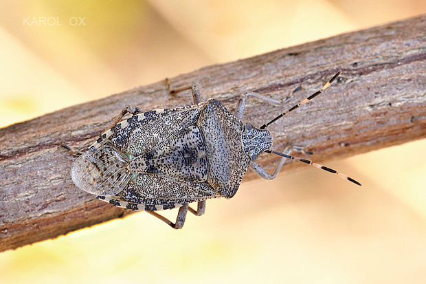 bzdocha sivastá  Rhaphigaster nebulosa