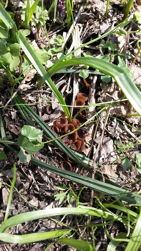 hľuznatka  Sclerotinia ficariae Rehm