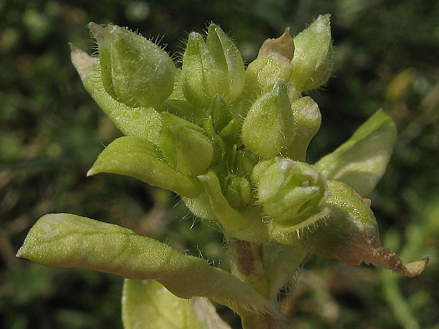 hviezdica bledá Stellaria pallida (Dumort.) Piré