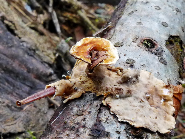 pevník Stereum sp.