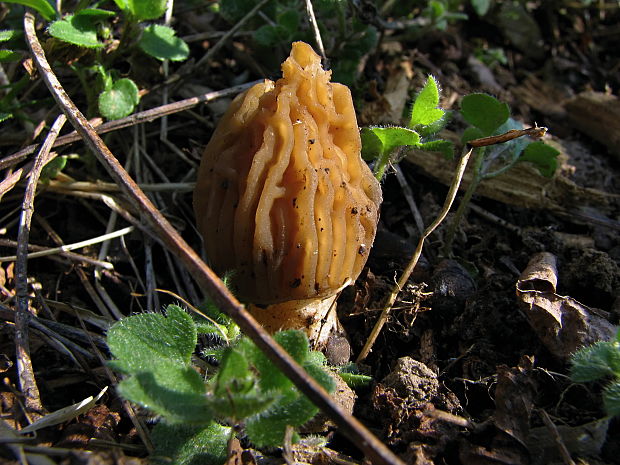 smrčkovec český Verpa bohemica (Krombh.) J. Schröt.