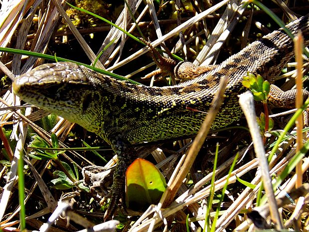 jašterica krátkohlavá. lacerta agilis