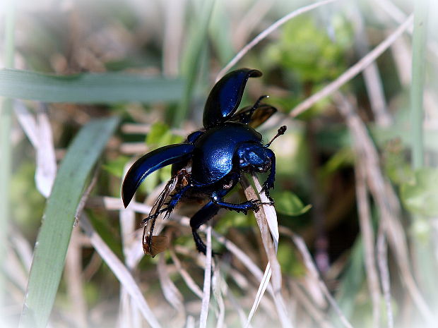 lajniak hladký   Geotrupes vernalis