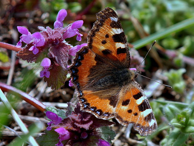 babôčka prhľavová  Aglais urticae