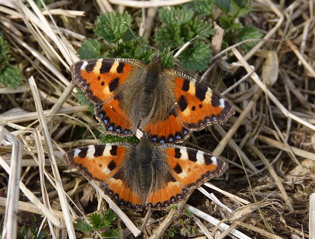 babôčka pŕhľavová / babočka kopřivová Aglais urticae