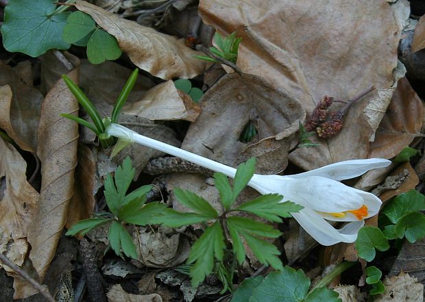 šafran - albín Crocus sp.