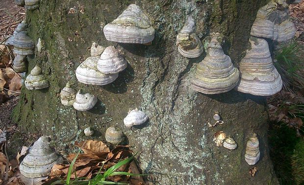 práchnovec kopytovitý Fomes fomentarius (L.) J.J. Kickx