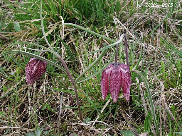 korunkovka strakatá Fritillaria meleagris L.