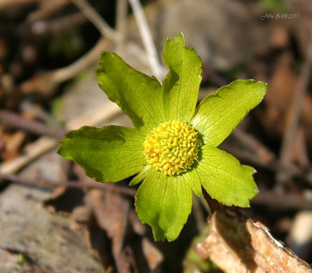 hviezdnatec čemericový Hacquetia epipactis (Scop.) DC.