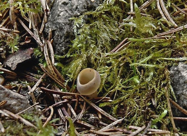 chriapač sosnový Helvella leucomelaena (Pers.) Nannf.