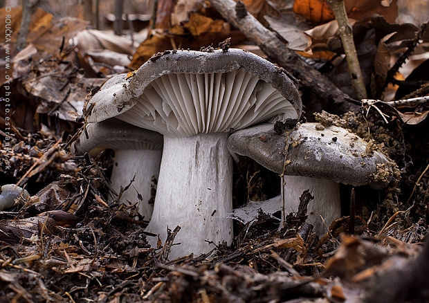 šťavnačka marcová Hygrophorus marzuolus (Fr.) Bres.