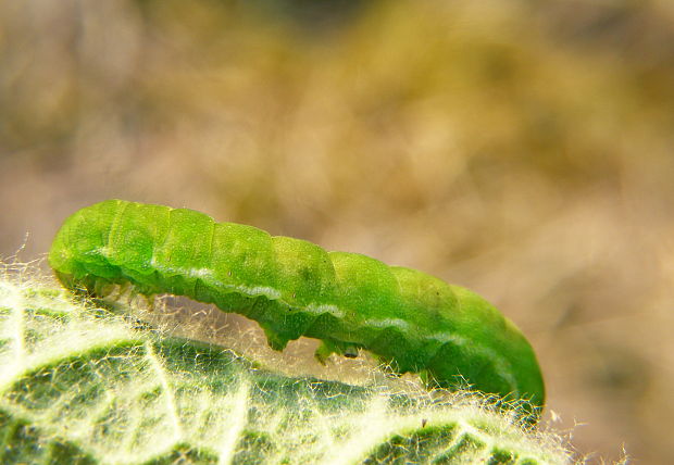 sivkavec mramorovaný Phlogophora meticulosa