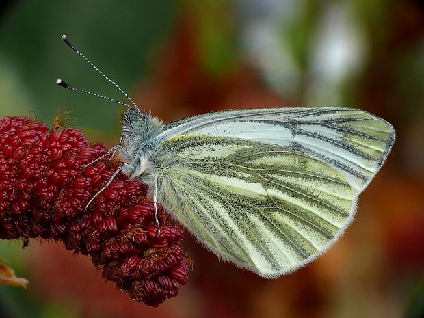 mlynárik repkový (sk) / bělásek řepkový (cz) Pieris napi Linnaeus, 1758