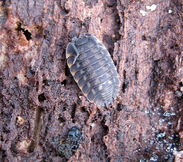 žižiavka Porcellio sp.