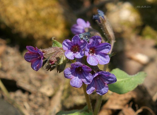 pľúcnik tmavý Pulmonaria obscura Dumort.