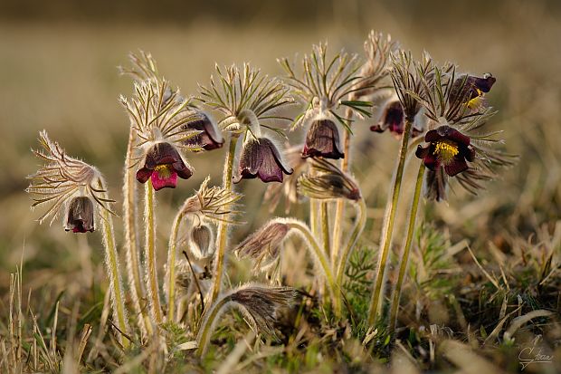 poniklec lúčny český Pulsatilla pratensis subsp. bohemica Skalický