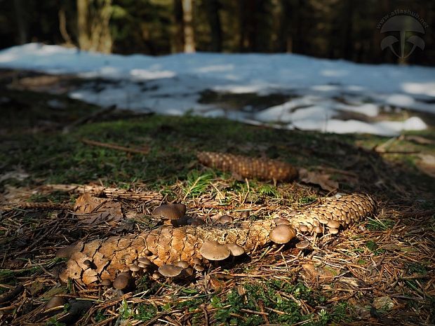 peniazočka smreková Strobilurus esculentus (Wulfen) Singer