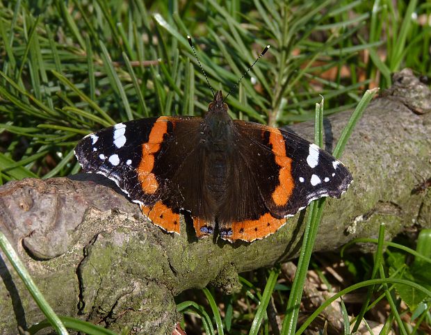 babôčka admirálska / babočka admirál  Vanessa atalanta