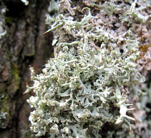 jaseňovka brvitá Anaptychia ciliaris subsp. ciliaris (L.) Körb. ex A. Massal.