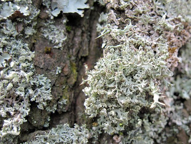 jaseňovka brvitá Anaptychia ciliaris subsp. ciliaris (L.) Körb. ex A. Massal.