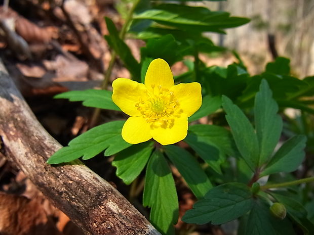 veternica iskerníkovitá Anemone ranunculoides L.