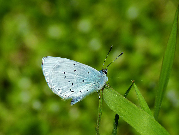 modráčik krušinový Celastrina argiolus