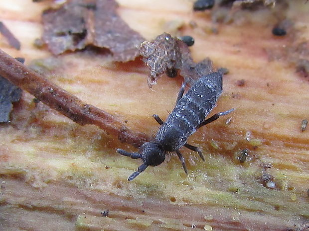 chvostoskok Collembola sp.