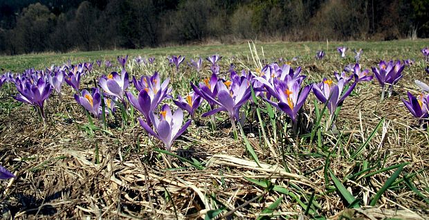 šafran spišský Crocus discolor G. Reuss