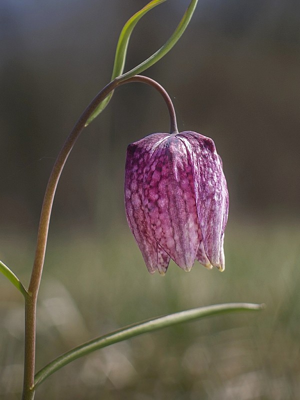 korunkovka strakatá Fritillaria meleagris L.