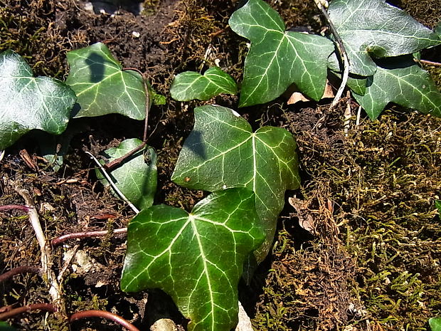 brečtan popínavý Hedera helix L.