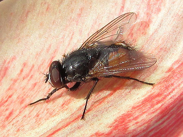 moucha dobytčí Musca autumnalis