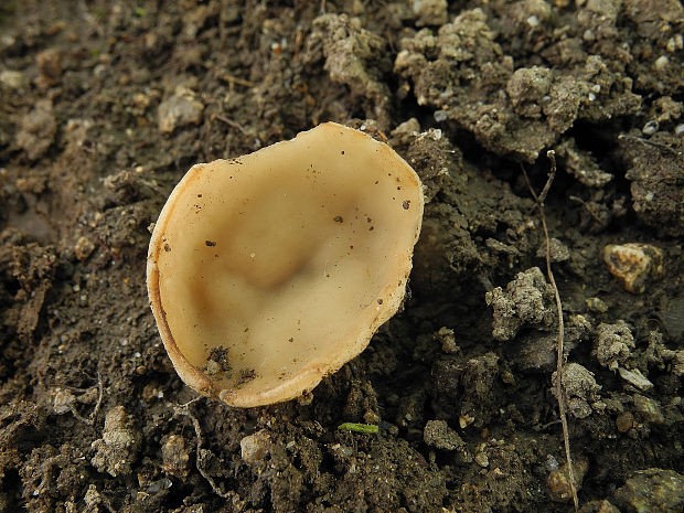 čiaška Peziza sp.