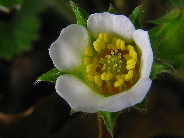 nátržník jahodovitý Potentilla sterilis (L.) Garcke