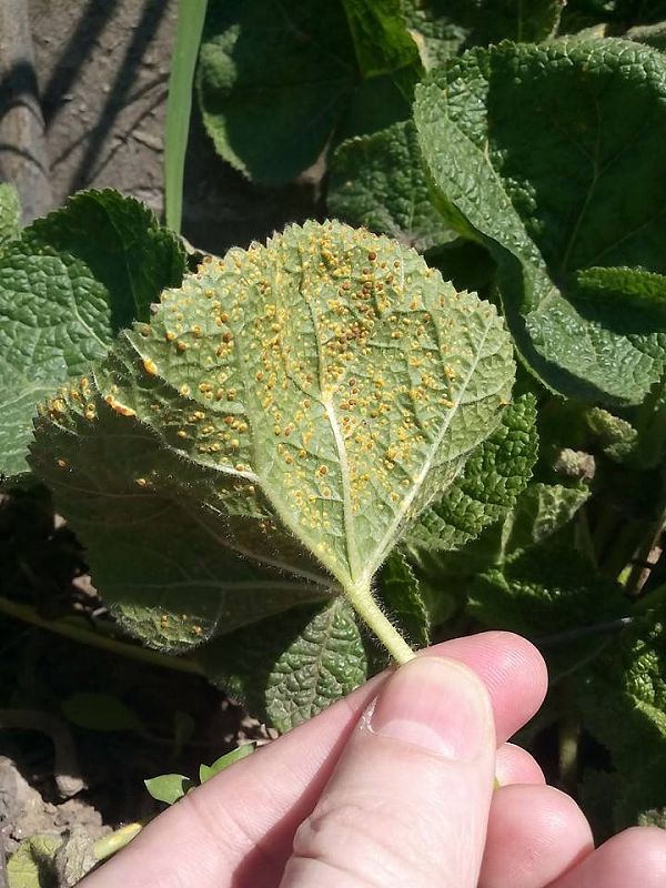 sléz rez Puccinia malvacearum Bertero ex Mont.