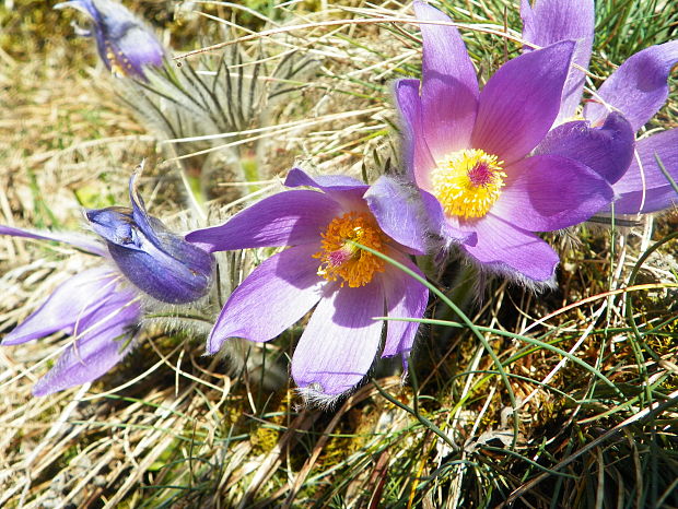 poniklec slovenský Pulsatilla slavica Reuss