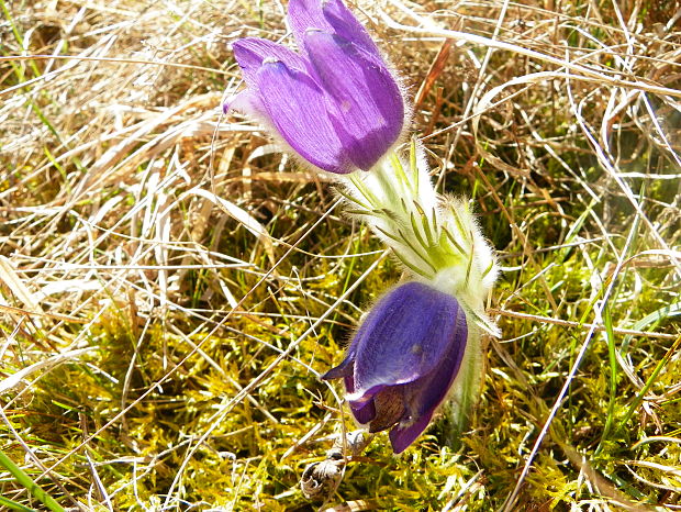 poniklec slovenský Pulsatilla slavica Reuss