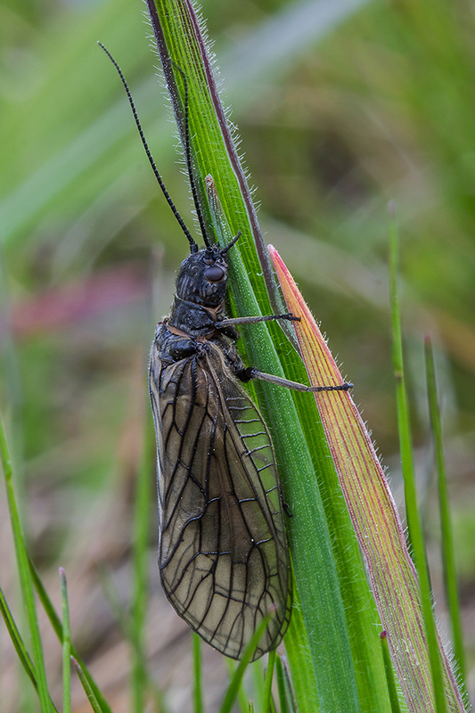 strechatka Sialis sp.