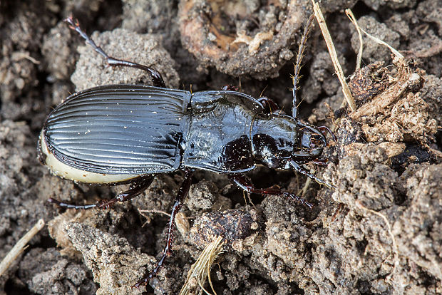 utekáčik  Abax parallelus