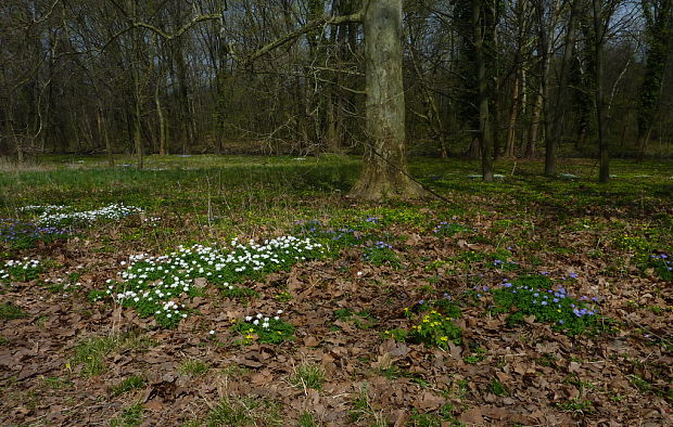 veternica vznešená Anemone blanda Schott et Kotschy